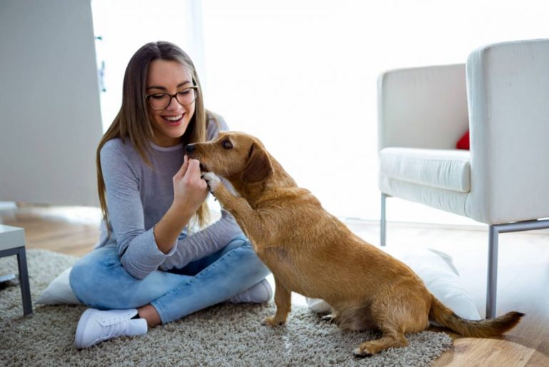 Perros para departamento: ¡Conoce las razas más convenientes!