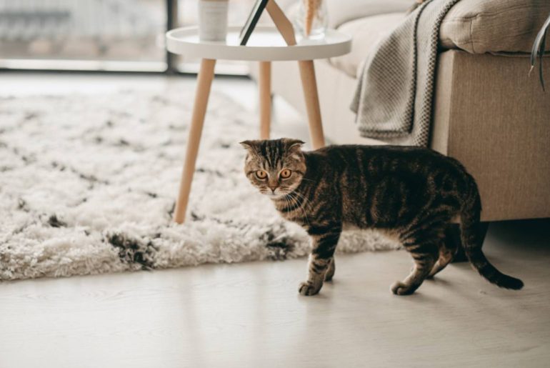 Cómo tener un gato en un departamento pequeño