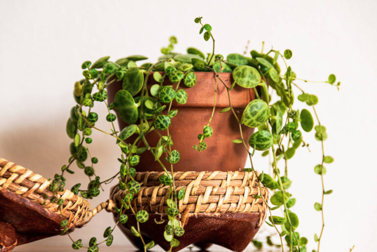 Plantas de interior resistentes y fáciles de cuidar en tu depa