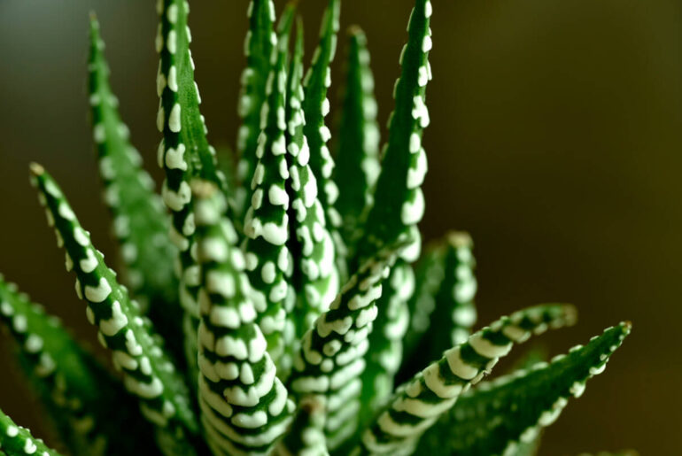 Conoce las mejores plantas suculentas dentro de la casa