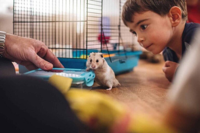 niño hamster departamento