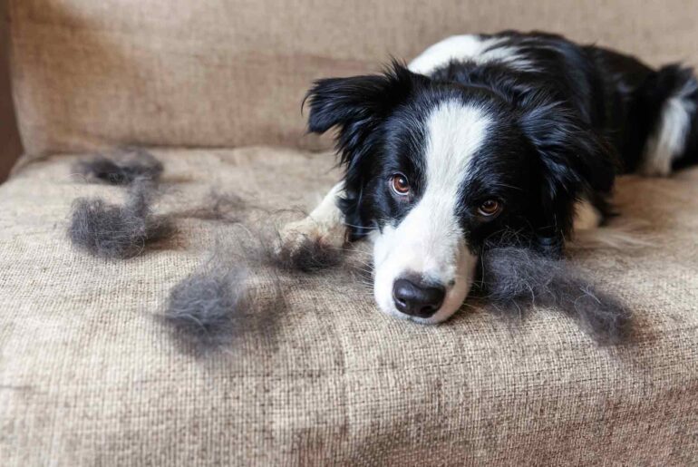 pelo mascota