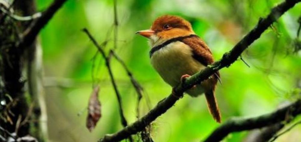 7 mascotas adecuadas para un departamento pequeño