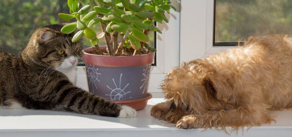 ¿Cómo decorar un balcón pequeño?