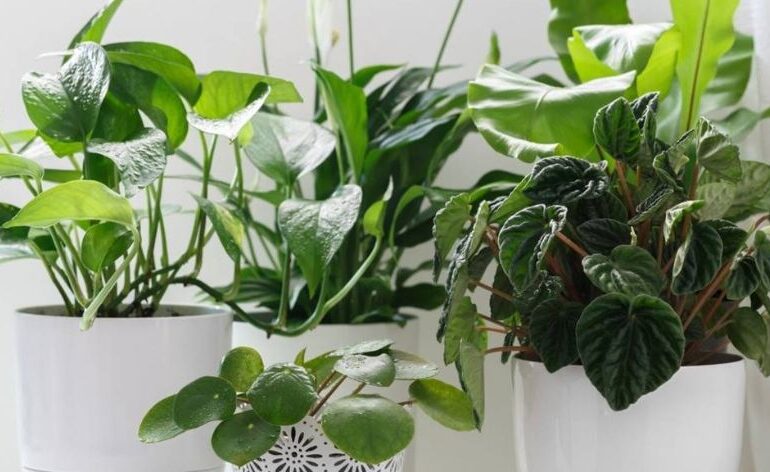 8 tipos de plantas perfectas para tu cocina