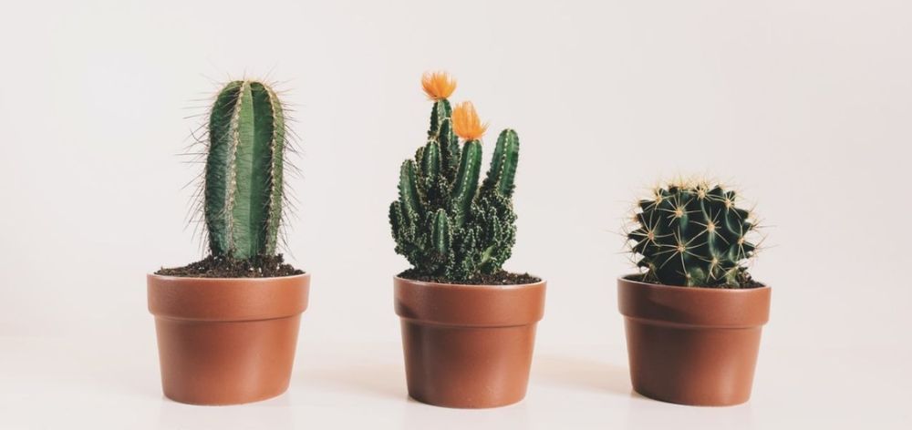 6 plantas de interior que puedes tener en la sala de tu departamento