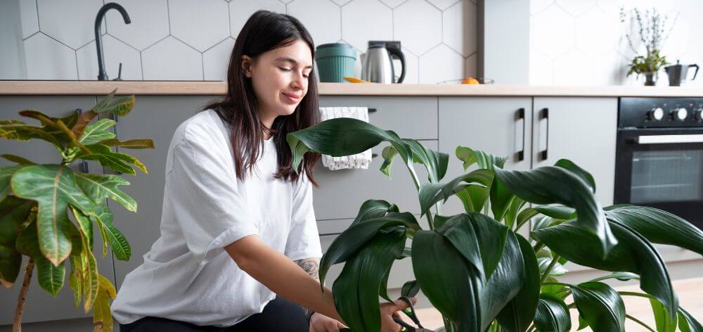 5 beneficios de tener plantas de interior en casa